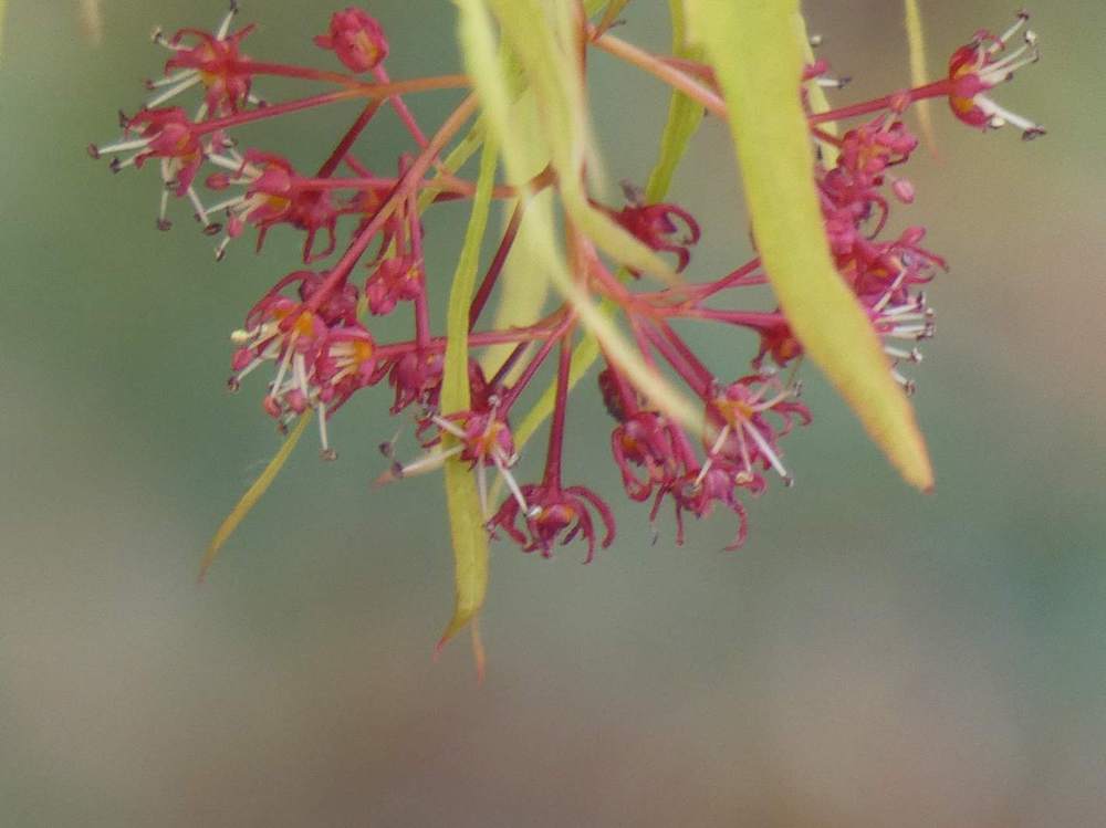 fleur de aceraceae acer palmatum gr. linearilobum cv. 'koto no ito'