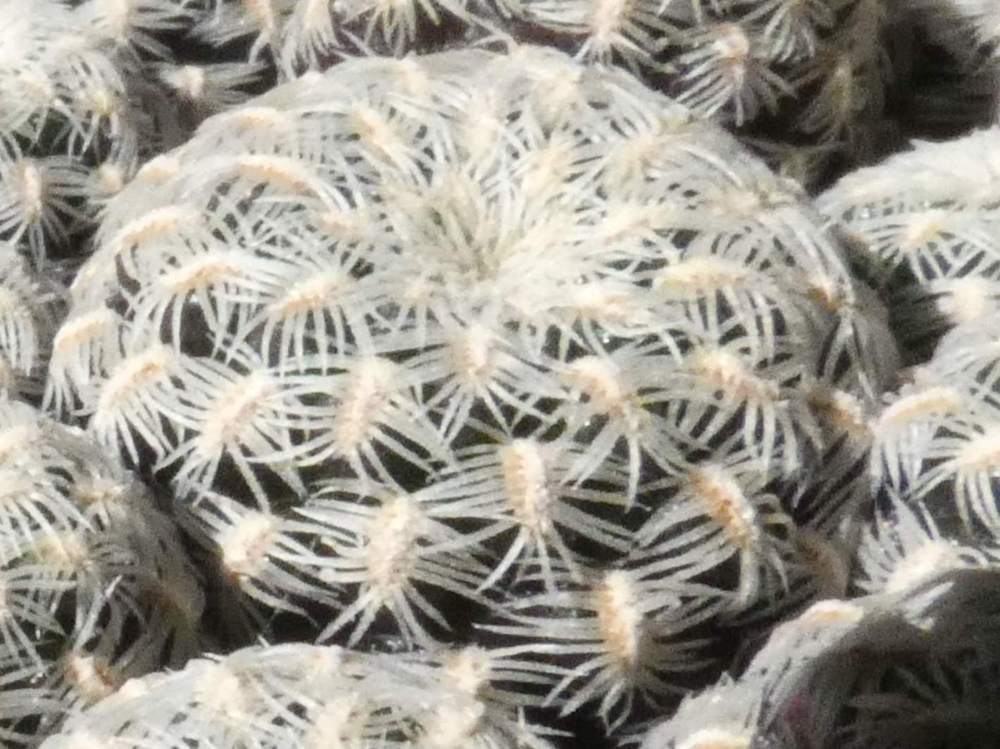 aréole-aiguillon de cactaceae weingartia langeri