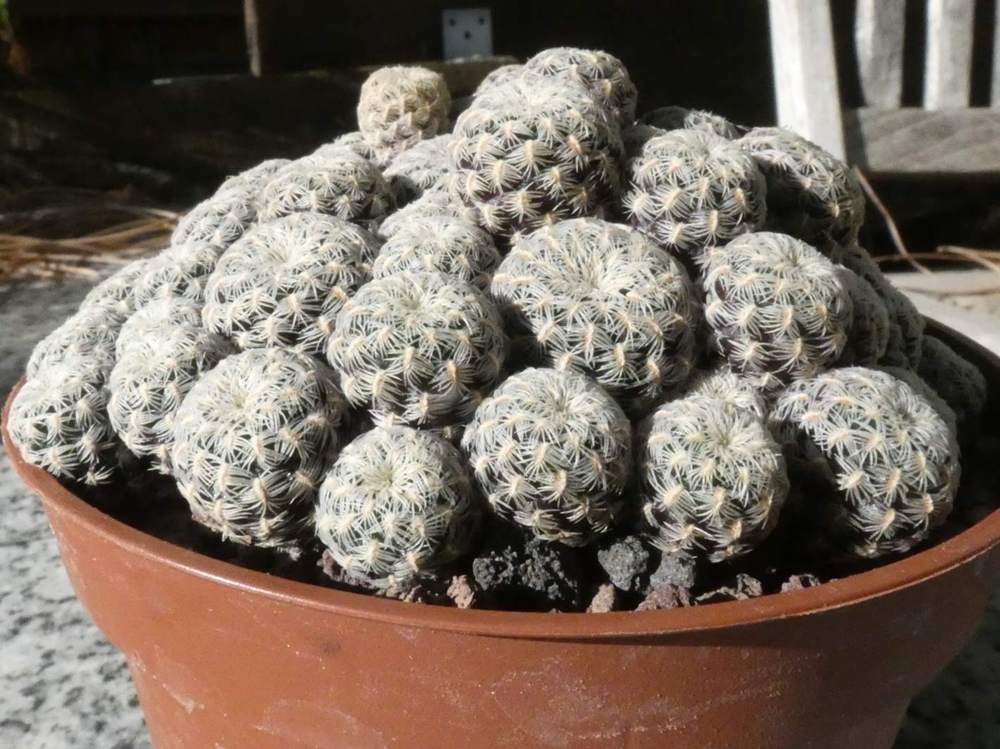 Cactaceae Weingartia langeri