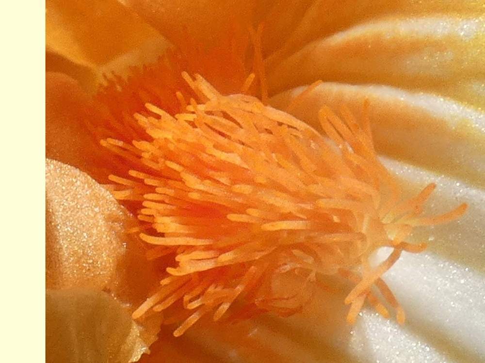 barbe de iridaceae iris barbu cv. 'leading light'