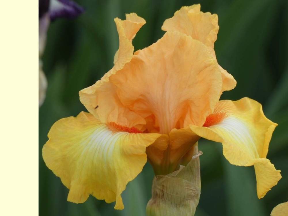 iridaceae iris barbu cv. 'leading&nbsp;light'