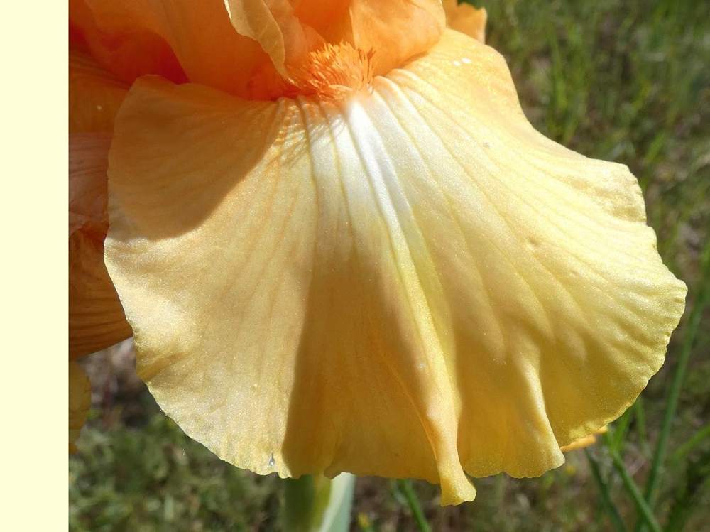 sépale de iridaceae iris barbu cv. 'leading light'