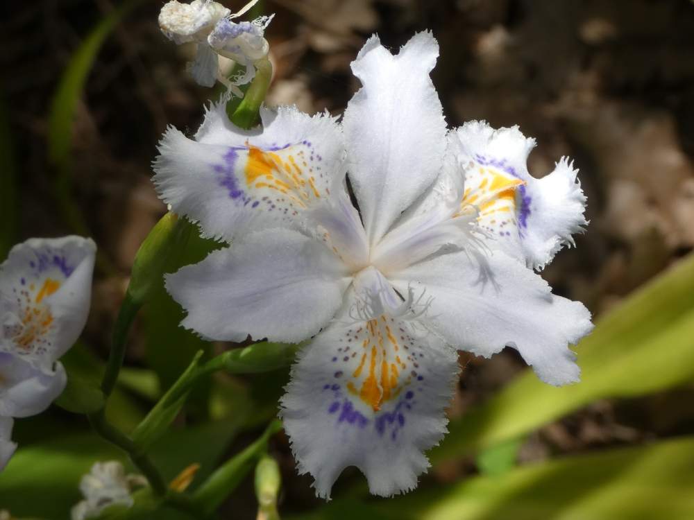 iridaceae iris japonica cv. 'ledger'