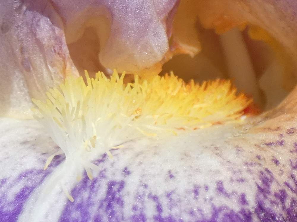 barbe de iridaceae iris barbu cv. 'lip service'