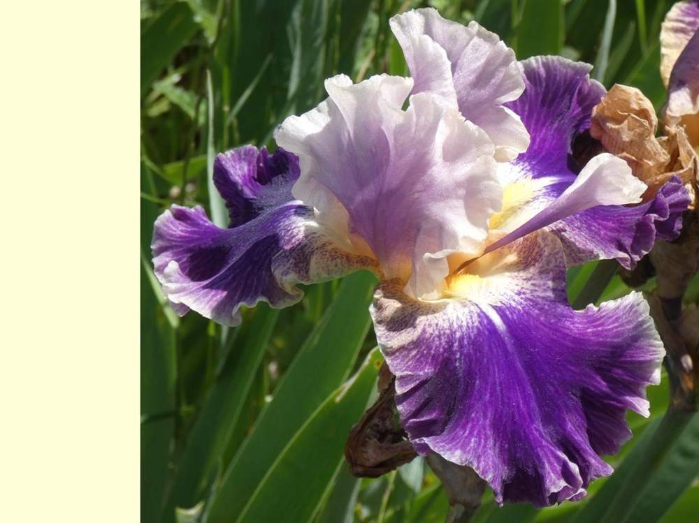 iridaceae iris barbu cv. 'lip service'