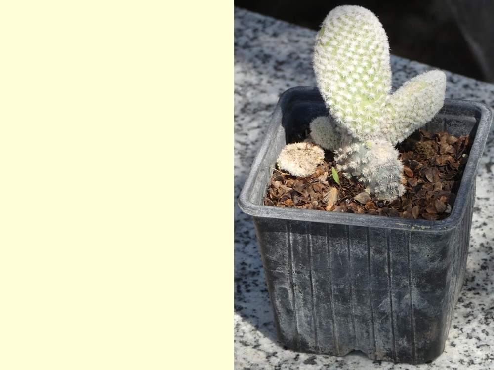 Cactaceae opuntia microdasys var. albispina f. longispina