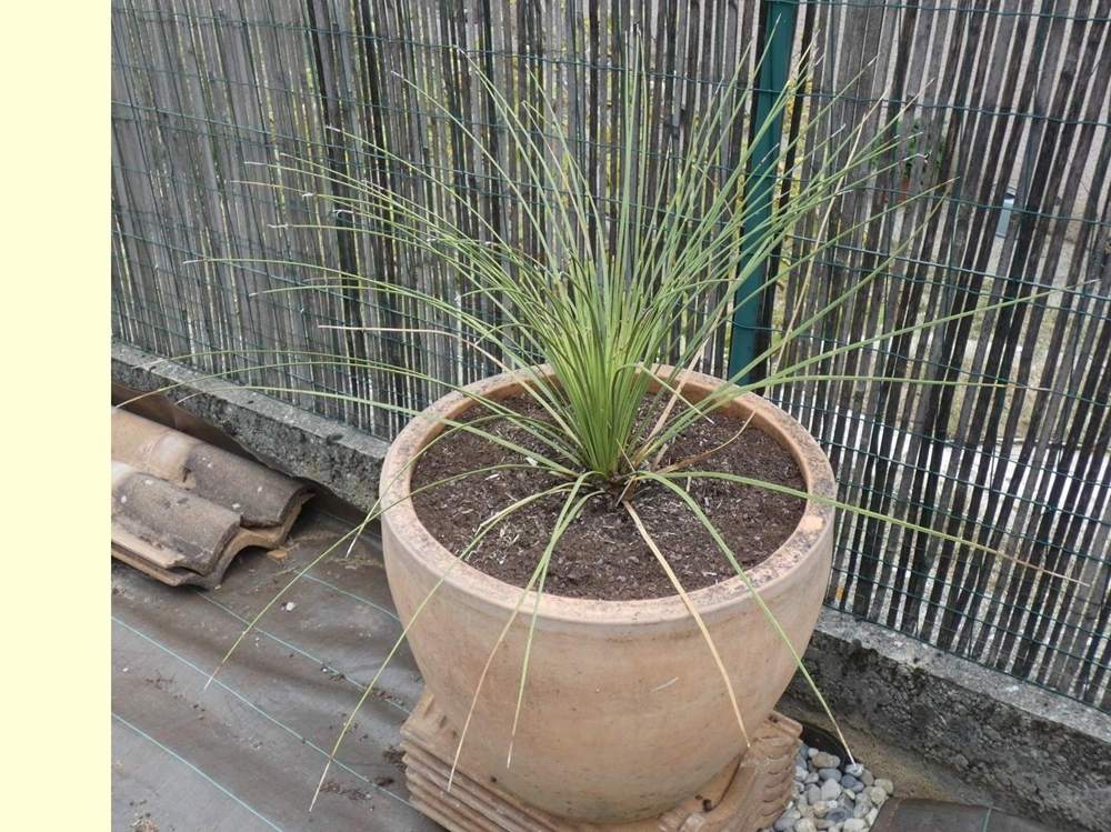 liliaceae dasylirion longissimum