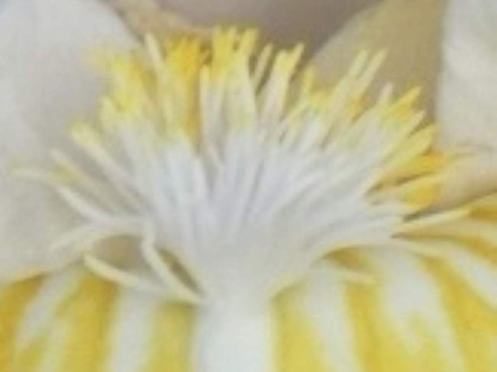 barbe de iridaceae iris barbu cv. 'lunar frost'