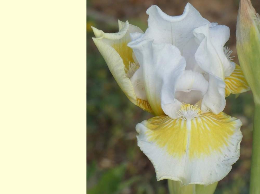 iridaceae iris barbu cv. 'lunar frost'