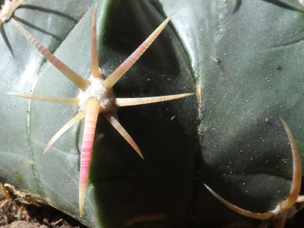 aréole-aiguillon de cactaceae ferocactus macrodiscus