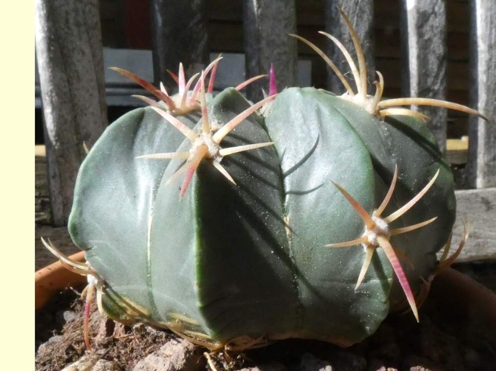 visuel de cactaceae ferocactus macrodiscus
