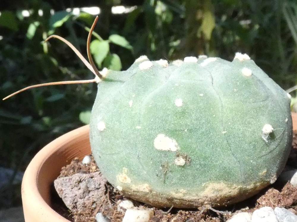 visuel de cactaceae matucana madisoniorum