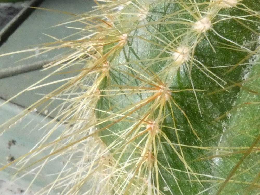 aréole-aiguillon de cactaceae eriocephala magnifica