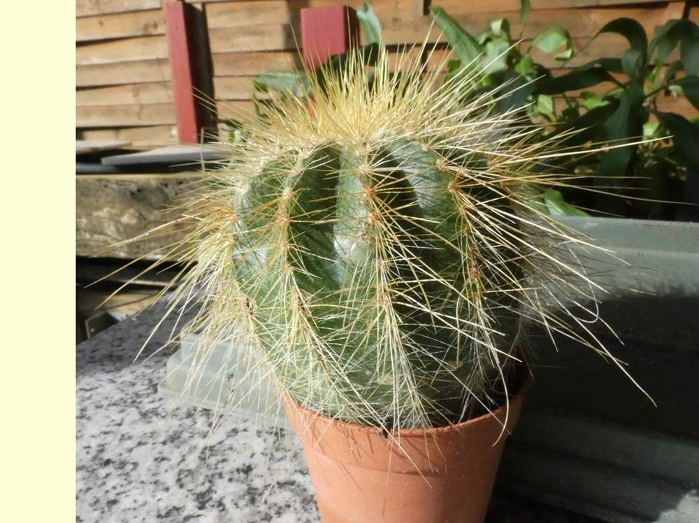 Cactaceae Eriocephala magnifica