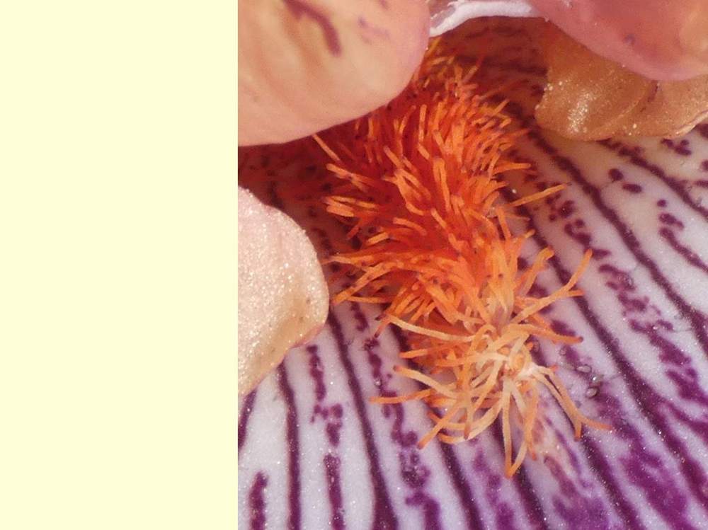 barbe de iridaceae iris barbu cv. 'mamy framboise'