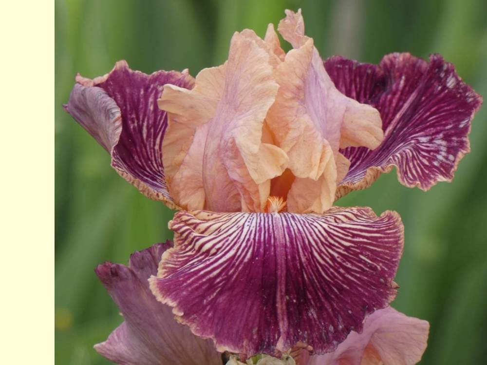 iridaceae iris barbu cv. 'mamy framboise'