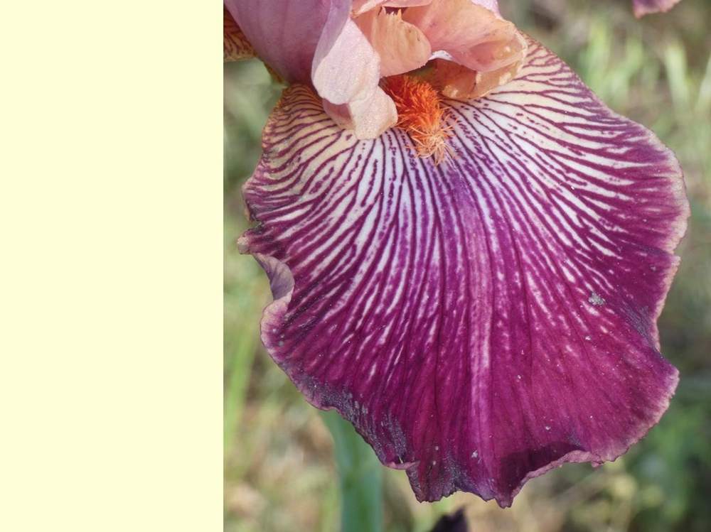 sépale de iridaceae iris barbu cv. 'mamy framboise'