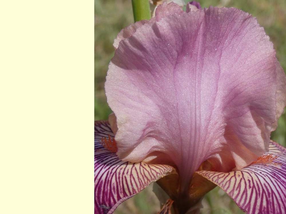 pétale de iridaceae iris barbu cv. 'mamy framboise'