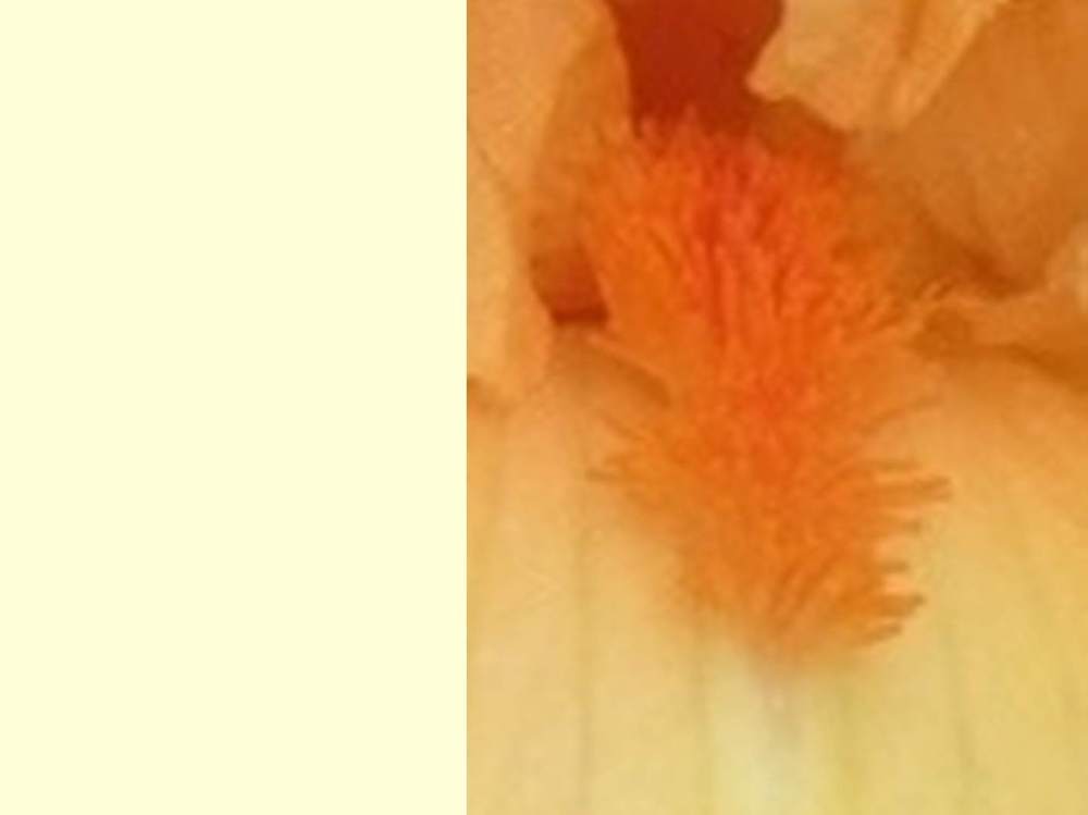 barbe de iridaceae iris barbu cv. 'managua'