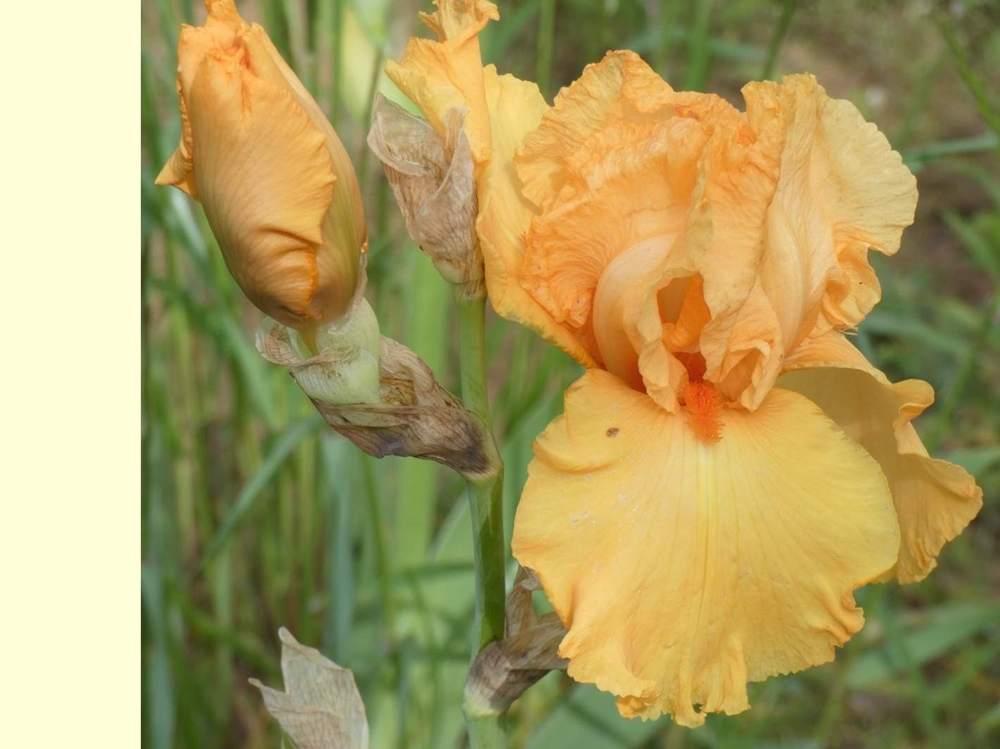 iridaceae iris barbu cv. 'managua'