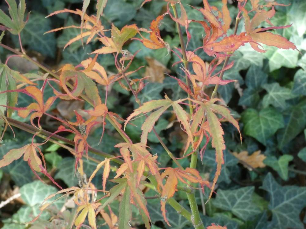 automne de aceraceae acer palmatum cv. 'manyo-no-sato'
