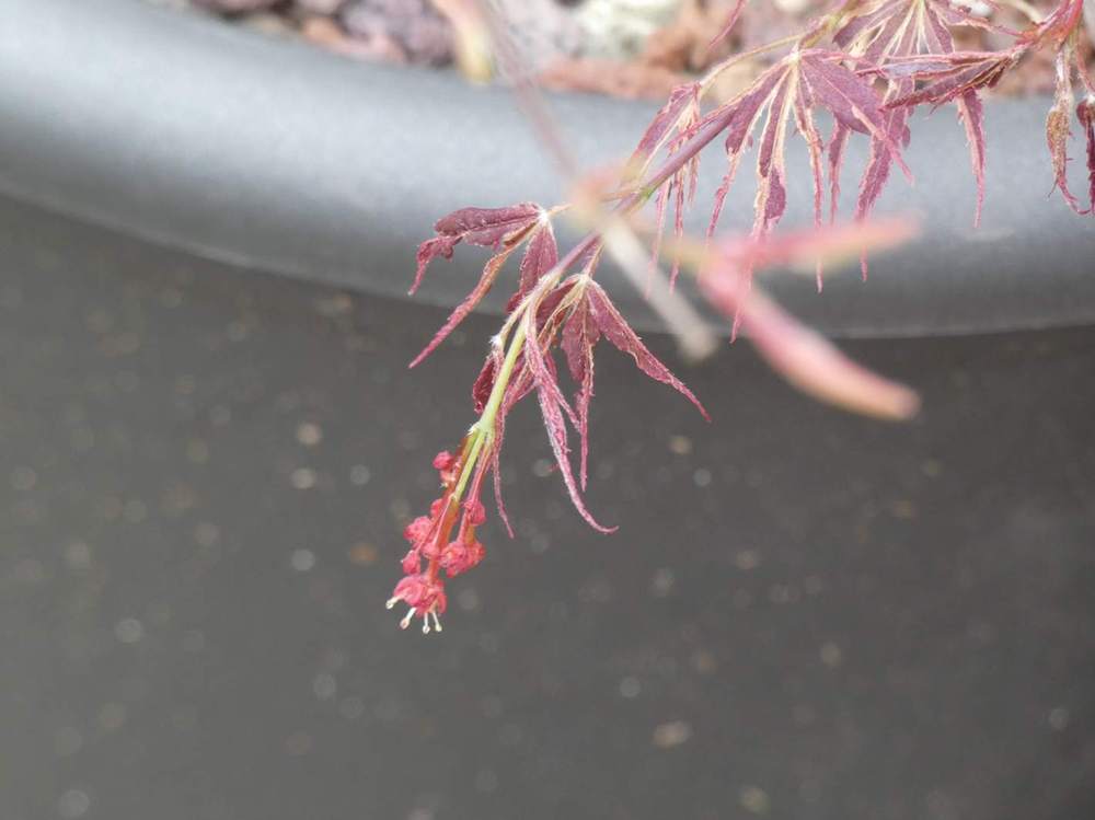 fleur de aceraceae acer palmatum cv. 'manyo-no-sato'