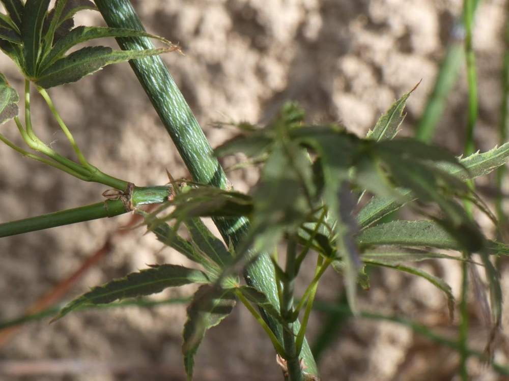 écorce de aceraceae acer palmatum cv. 'manyo-no-sato'