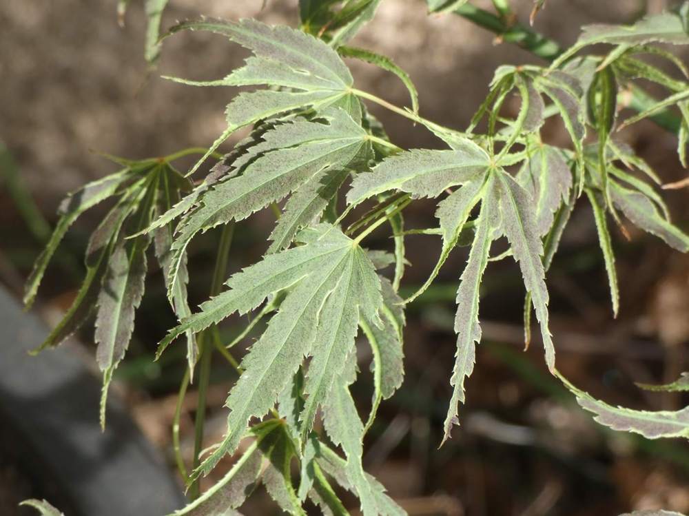 printemps de aceraceae acer palmatum cv. 'manyo-no-sato'