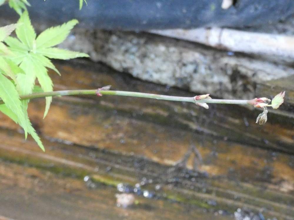 jeune bois de aceraceae acer palmatum cv. 'mapi-no-machi hime'