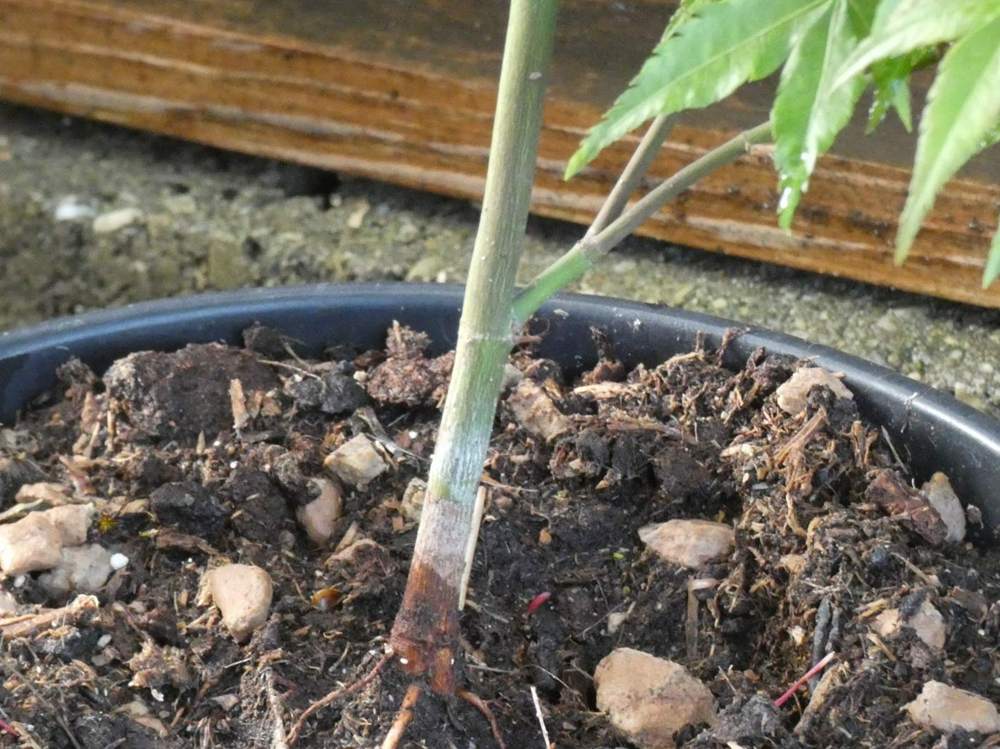 écorce de aceraceae acer palmatum cv. 'mapi-no-machi hime'