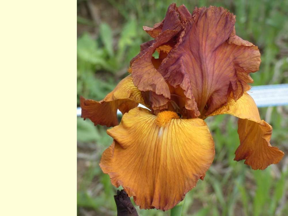 iridaceae iris barbu cv. 'maple treat'
