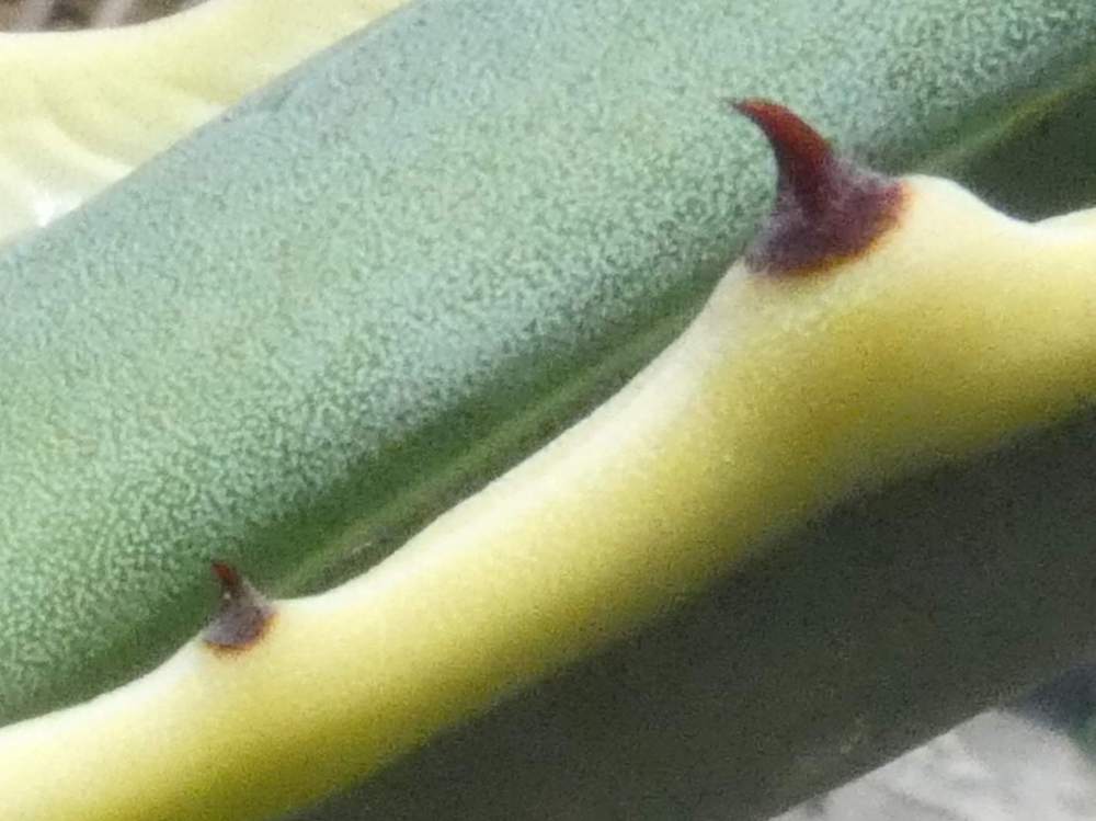 dent de agavaceae agave americana cv. 'marginata'