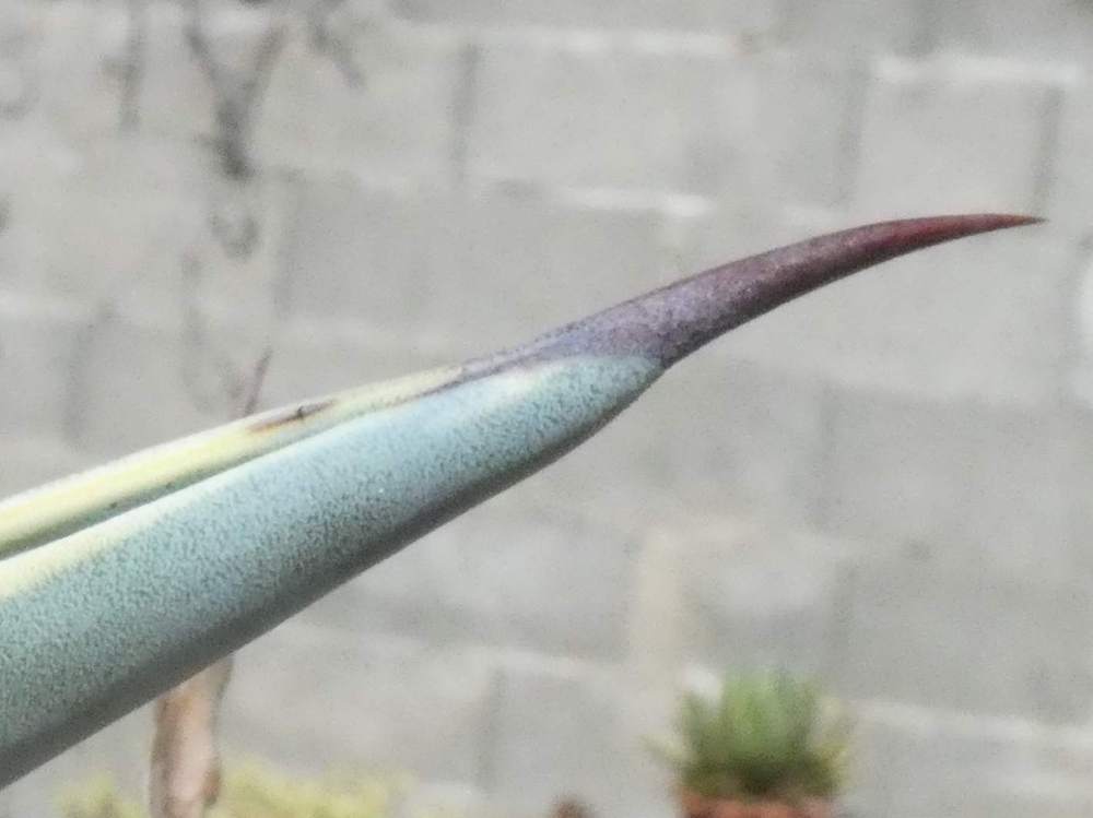 pointe de agavaceae agave americana cv. 'marginata'