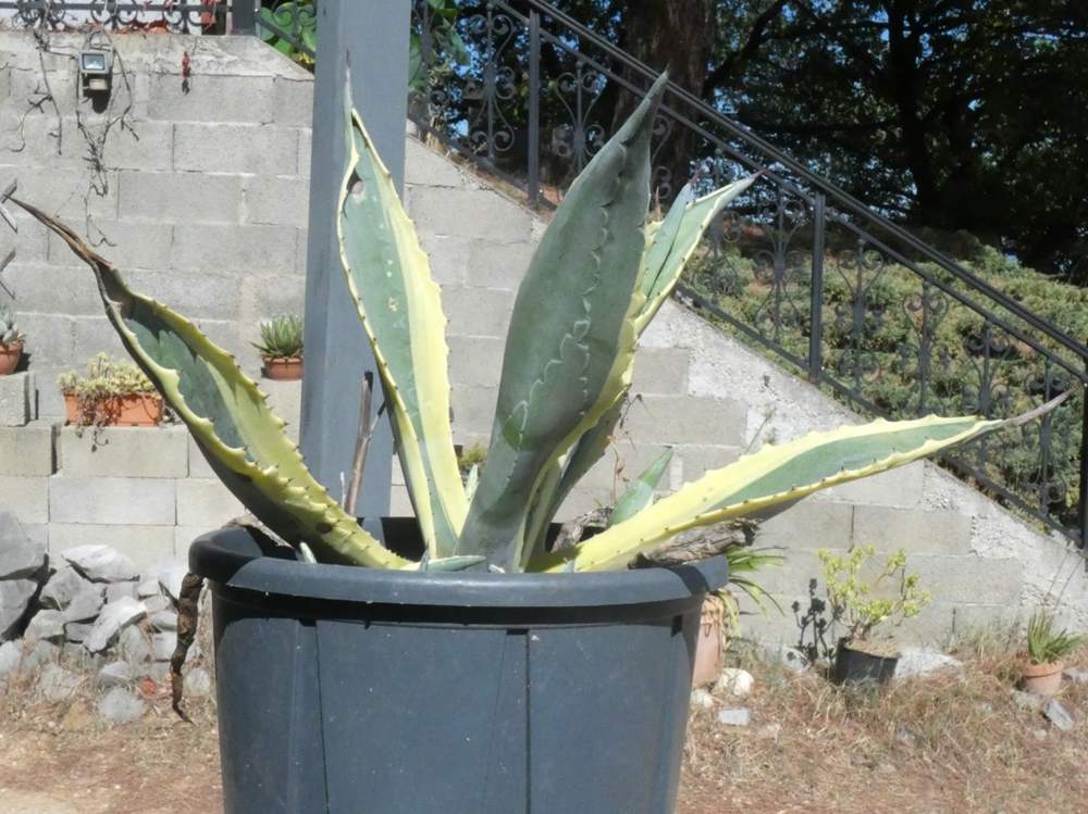 Agavaceae Agave americana cv. 'marginata'