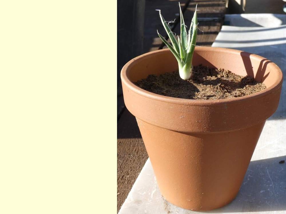 Agavaceae Agave filifera cv 'marginata'