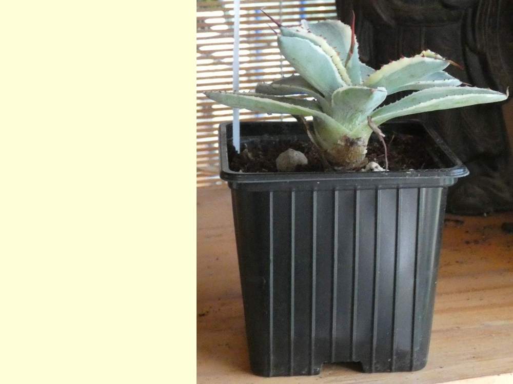 Agavaceae Agave potatorum cv. 'marginata'