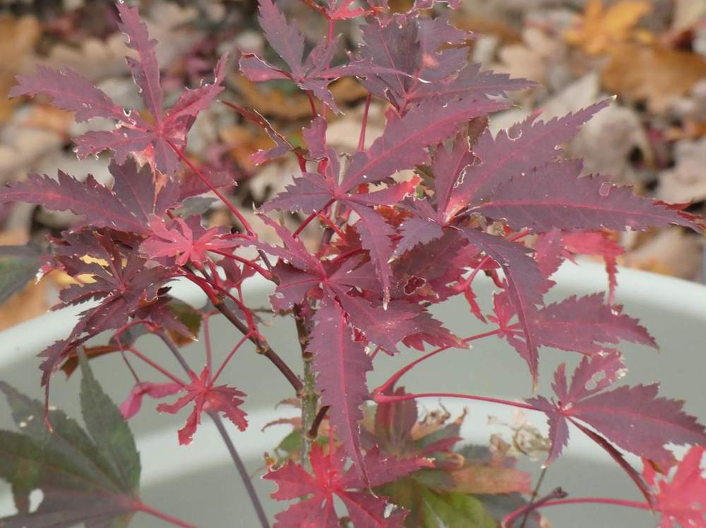 automne de aceraceae acer palmatum ssp. matsumurae cv. 'masu kagami'