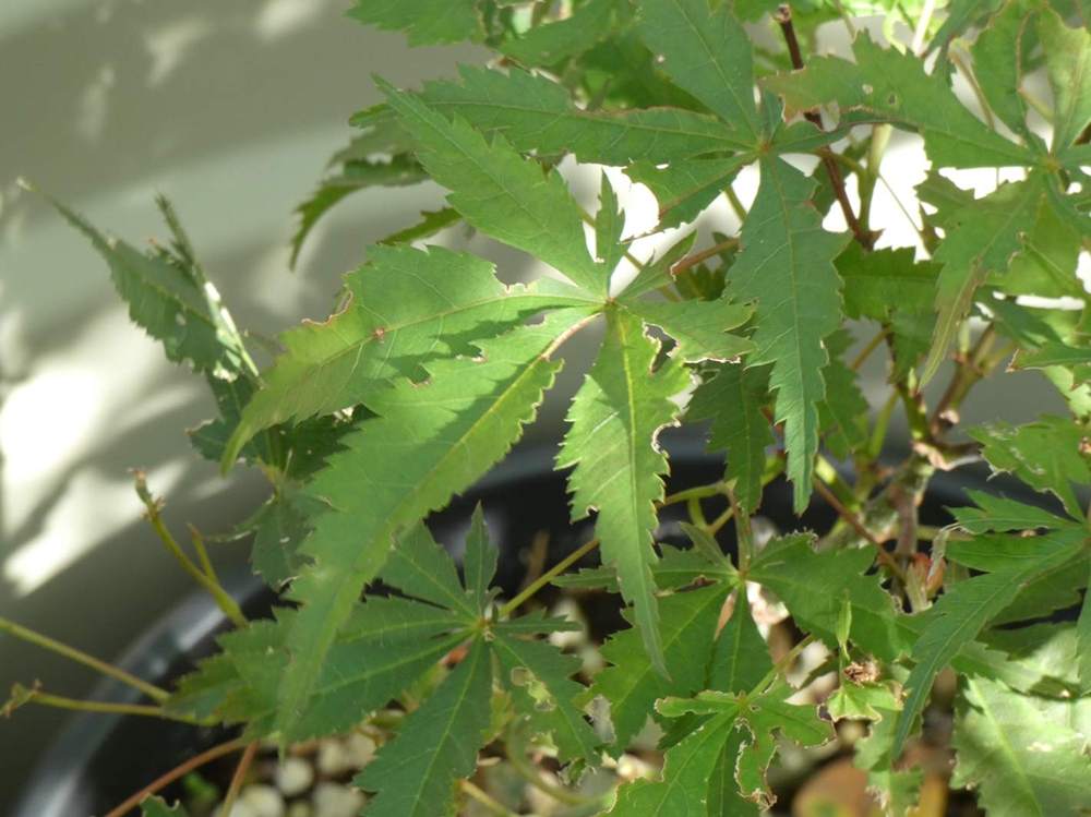 été de aceraceae acer palmatum ssp. matsumurae cv. 'masu kagami'