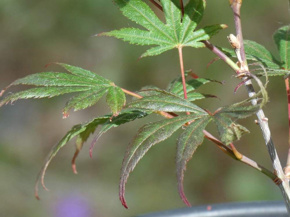 jeune bois de aceraceae acer palmatum ssp. matsumurae cv. 'masu kagami'