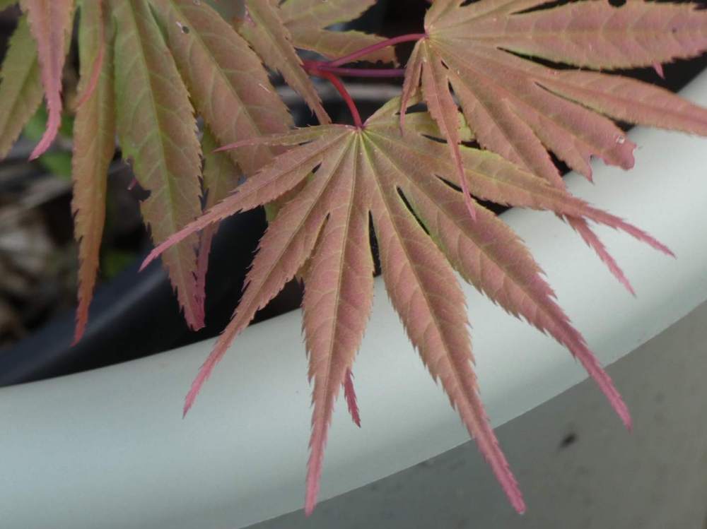 printemps de aceraceae acer palmatum ssp. matsumurae cv. 'masu kagami'