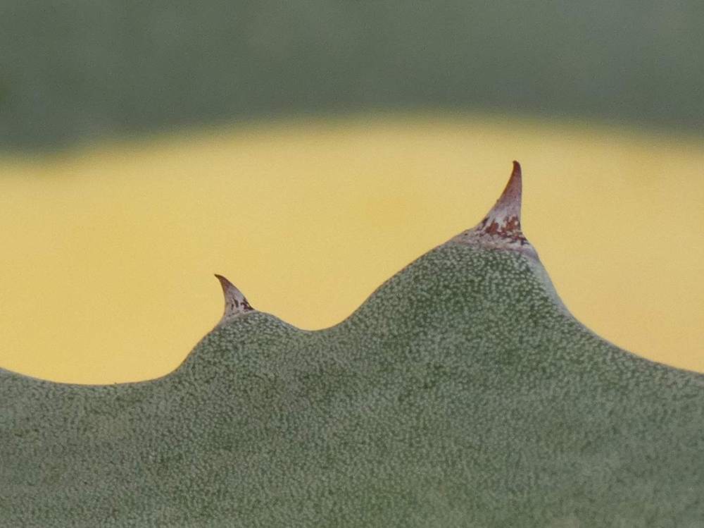 dent de agavaceae agave americana cv. 'mediopicta aurea'