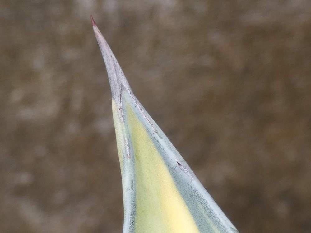 pointe de agavaceae agave americana cv. 'mediopicta aurea'