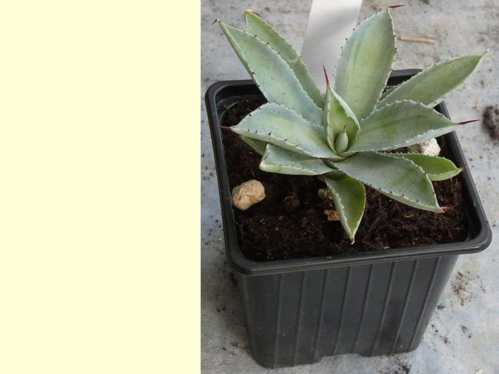 Agavaceae Agave potatorum cv. 'mediopicta pallida'