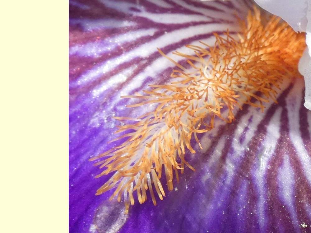 barbe de iridaceae iris barbu cv. 'merry amigo'