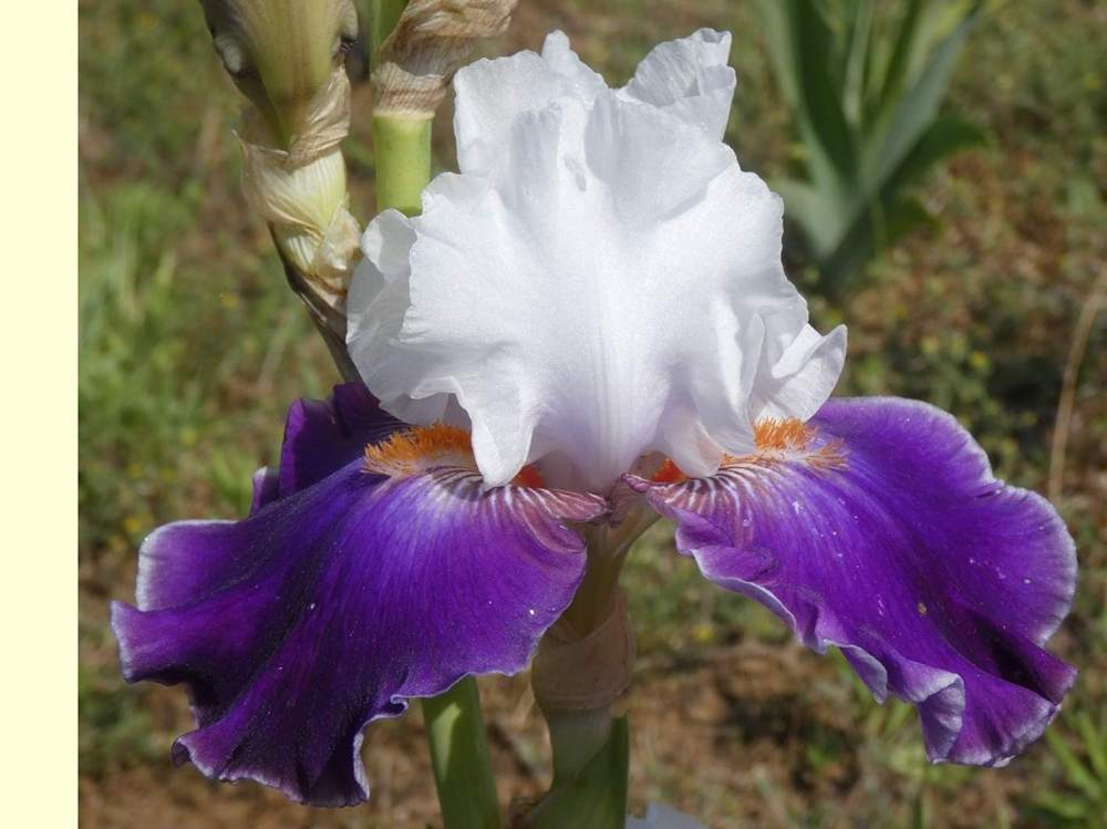 iridaceae iris barbu cv. 'merry amigo'