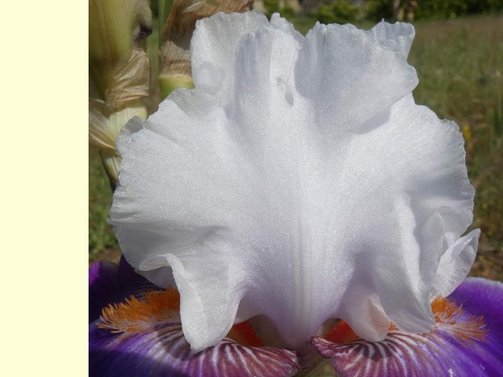 pétale de iridaceae iris barbu cv. 'merry amigo'