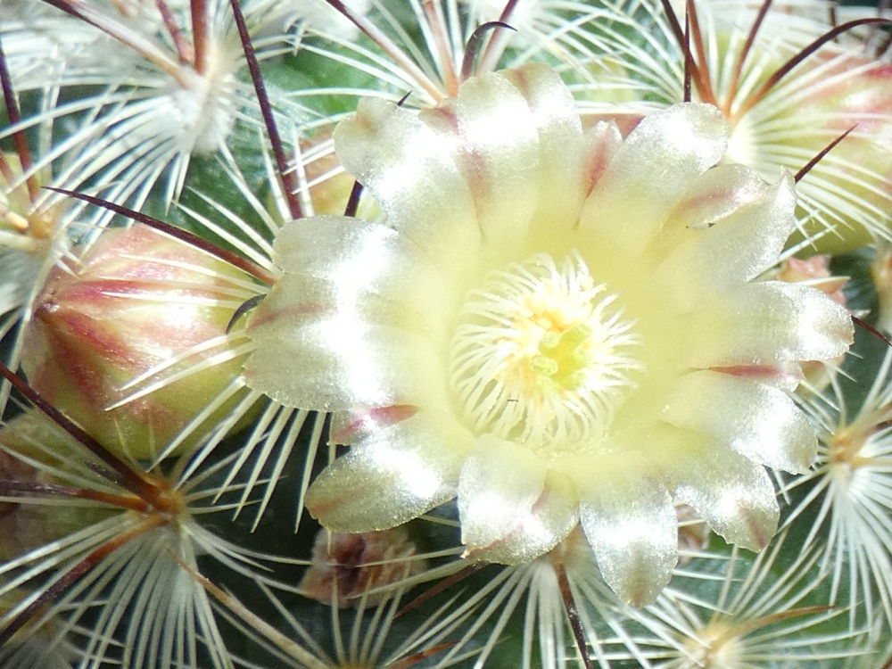 fleur de cactaceae mammillaria microhelia jaune
