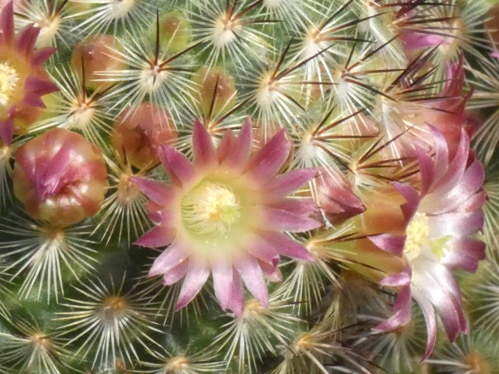 fleur de cactaceae mammillaria microhelia rose