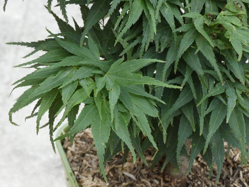 été de aceraceae acer palmatum cv. 'mikawa yatsubusa'