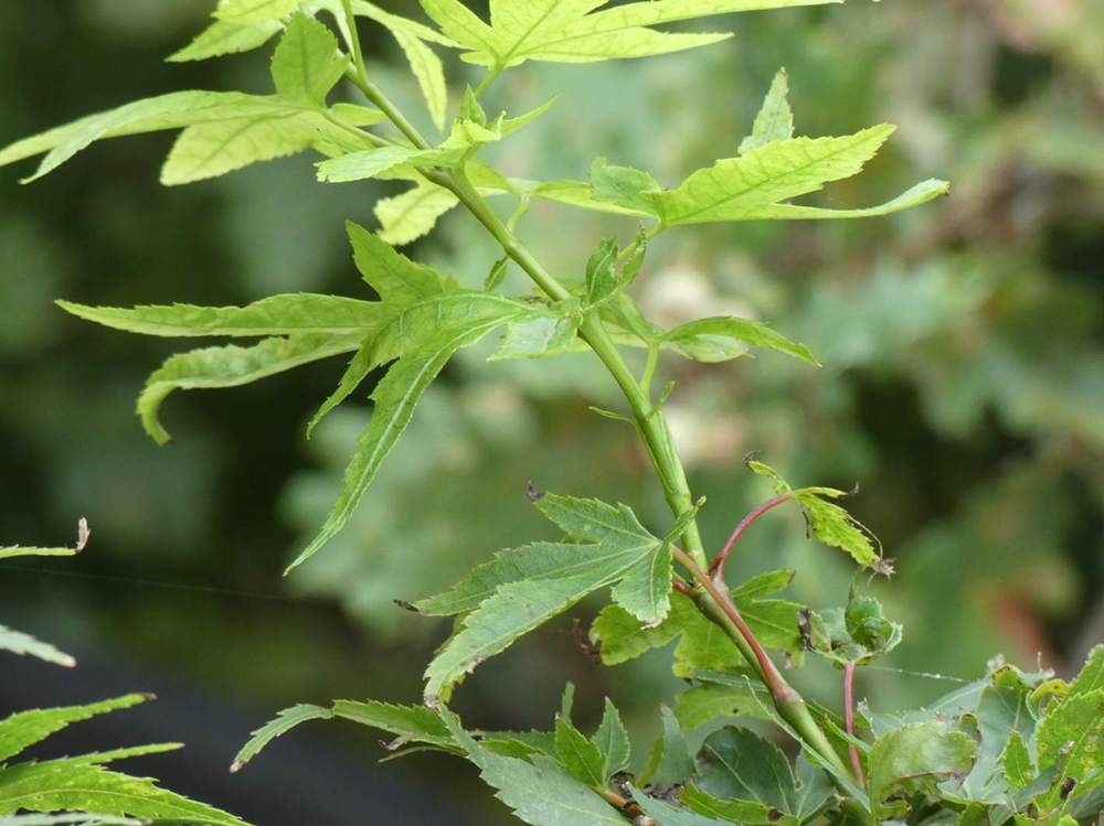 jeune bois de aceraceae acer palmatum cv. 'mikawa yatsubusa'